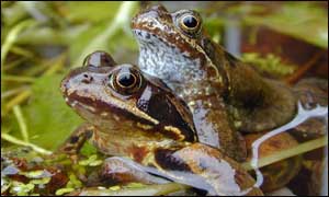 "Friendly Frogs" by Mike Coleman from Hereford