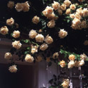 Rosa ‘Schoolgirl’, Rose