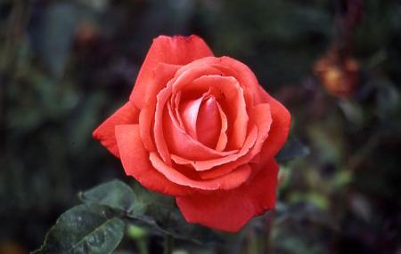 Rosa 'Super Star'