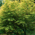 Acer palmatum, Japanese maple