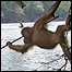 Foto Jay Ullal, tirada do livro 'Thinkers of the Jungle'