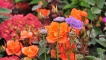 flowers in display garden