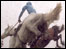 Horse jumping fence