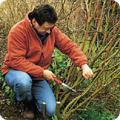 Pruning