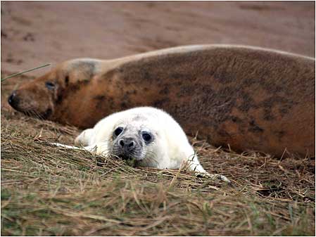 Seals