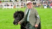 Showing a Shetland Pony