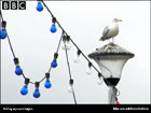 Seagull sitting on a lamp post