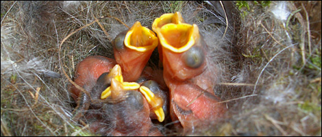 Blue Tit Webcam - Dave Charles