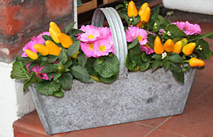 Winter pots