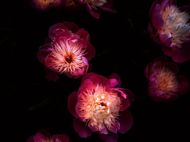 Beautiful Flowers