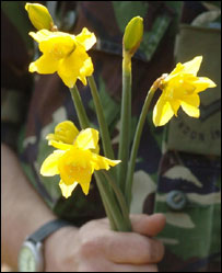 水仙花