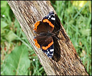 A butterfly