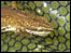 Pond life