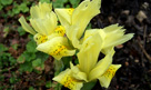 Spring flowers