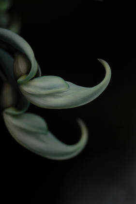 ‘Jade Vine03 RBGE’ – CHOSEN BY DEREK RIDGERS