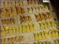 Butterflies on tray