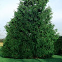 Thuja plicata, Western red cedar