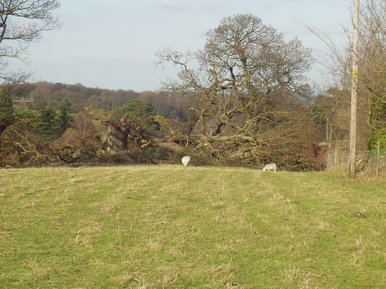 A fallen tree