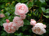 Roses