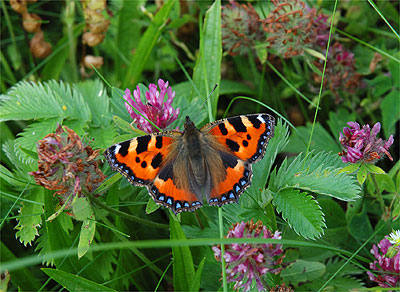 Small Tortoiseshell
