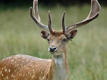 Deer