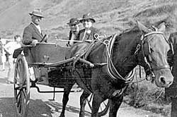 Alex McLernon with his Pony & Trap - 1937 Click on the picture to view full size