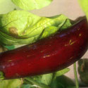 Solanum melongena, Aubergine