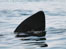 Basking Shark