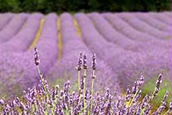 field of lavender