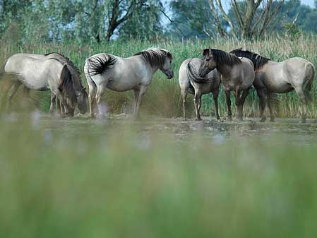 Group of Konig ponies