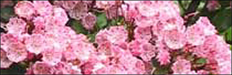 Kalmia Latifolia