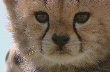Toto the cheetah cub Portrait of Toto the cheetah cub
