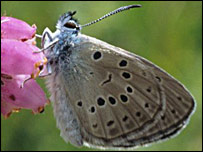 Borboleta-cuco