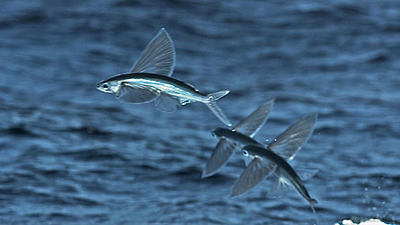 Flying Fish have evolved the ability to leave the water and soar to escape predators