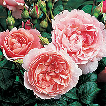 Rosa 'Strawberry Hill'