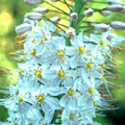 Eremurus, Foxtail lily