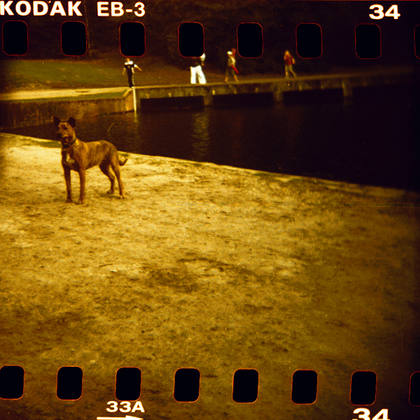 ‘dog, lakeside’ – CHOSEN BY HEATHER CHAMP