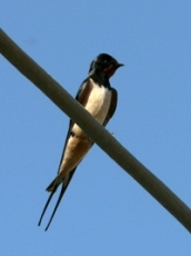 swallow