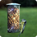 Blue tit
