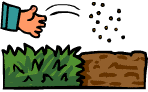 Seed planting