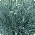 Festuca glauca