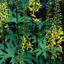 Ligularia