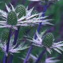 Eryngium