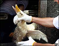 Pato