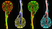 Girinos do anfíbio 'Xenopus laevis' (Foto: Tong Zhang/McGill University/Cortesia Nikon Small World)