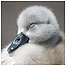 Young cygnet c/o WWT
