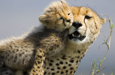 Toto and his mother Toto the cheetah cub with his mother