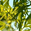 Elder leaves