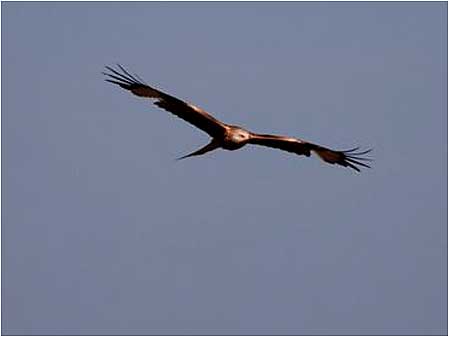 Red Kite