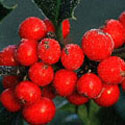 Ilex, Holly